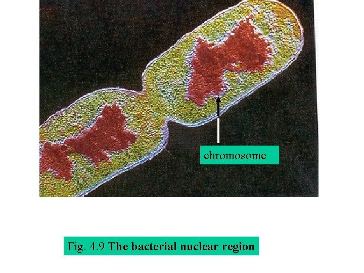 chromosome Fig. 4. 9 The bacterial nuclear region 