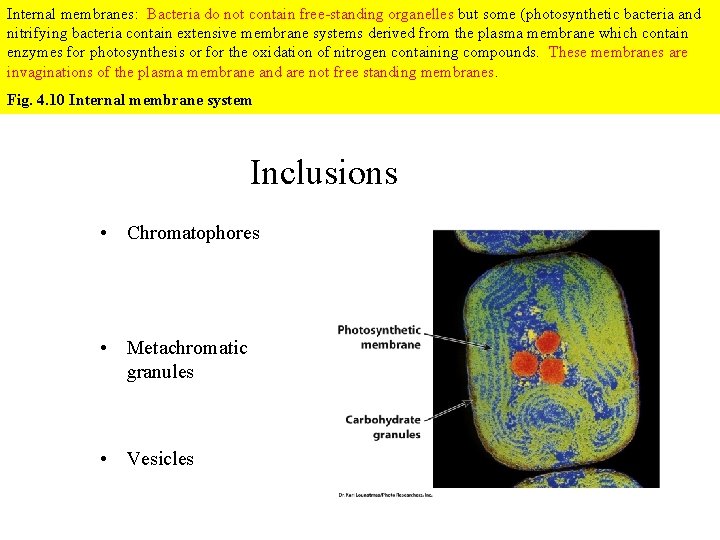 Internal membranes: Bacteria do not contain free-standing organelles but some (photosynthetic bacteria and nitrifying