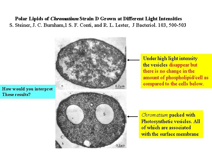 Polar Lipids of Chromatium Strain D Grown at Different Light Intensities S. Steiner, J.