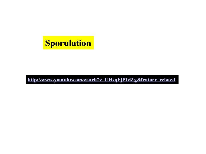 Sporulation http: //www. youtube. com/watch? v=UHsq. Fj. P 1 d. Zg&feature=related 