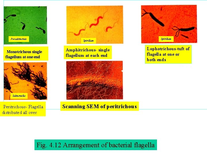 Pseudomonas Spirillum Monotrichous single flagellum at one end Amphitrichous- single flagellum at each end