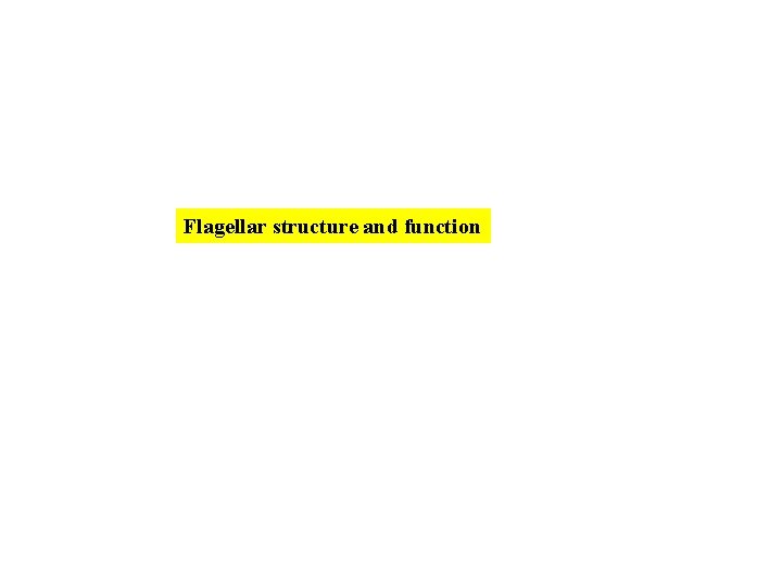 Flagellar structure and function 