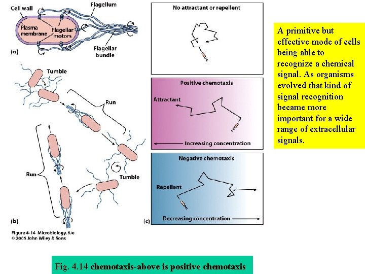 A primitive but effective mode of cells being able to recognize a chemical signal.
