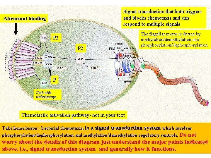 Signal transduction that both triggers and blocks chemotaxis and can respond to multiple signals
