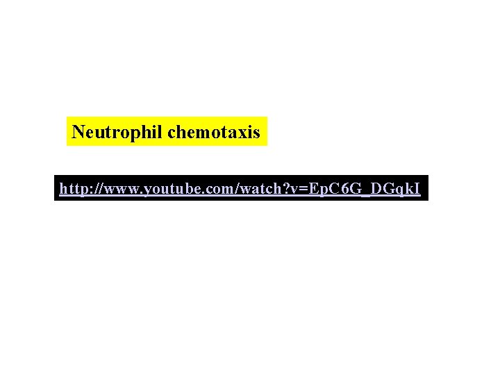 Neutrophil chemotaxis http: //www. youtube. com/watch? v=Ep. C 6 G_DGqk. I 