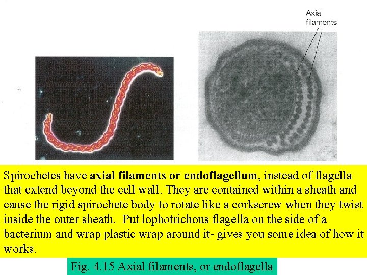 Spirochetes have axial filaments or endoflagellum, instead of flagella that extend beyond the cell