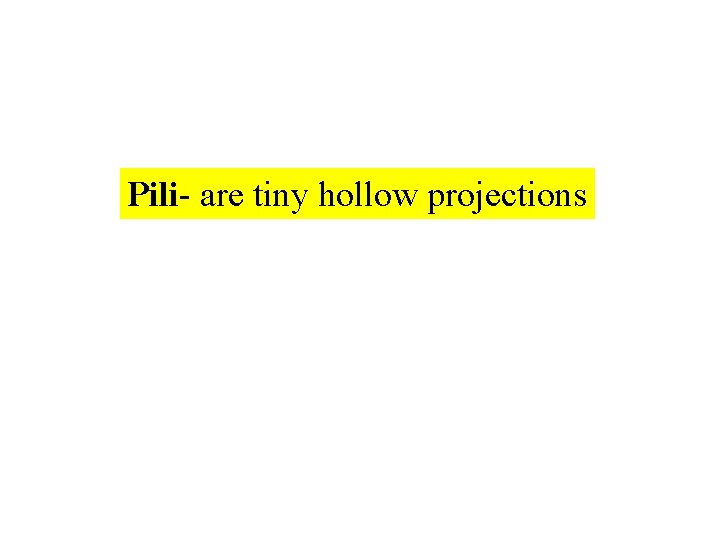 Pili- are tiny hollow projections 