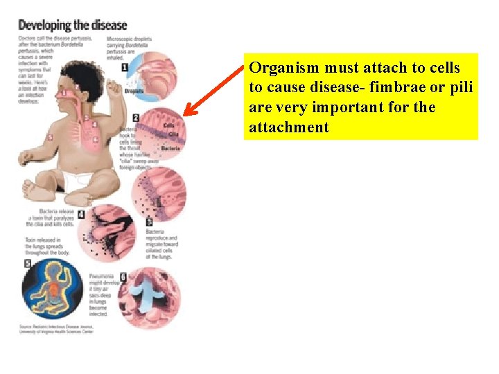 Organism must attach to cells to cause disease- fimbrae or pili are very important