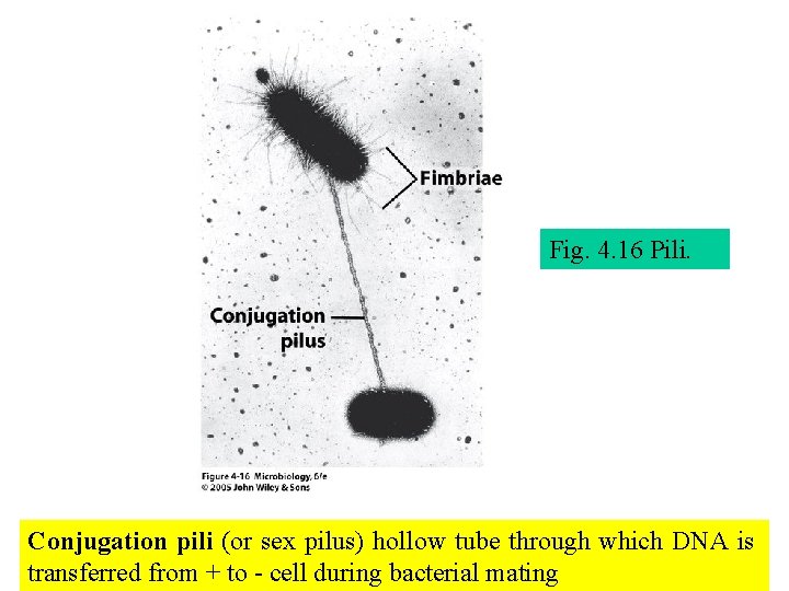 Fig. 4. 16 Pili. Conjugation pili (or sex pilus) hollow tube through which DNA
