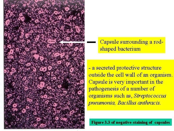 Capsule surrounding a rodshaped bacterium - a secreted protective structure outside the cell wall