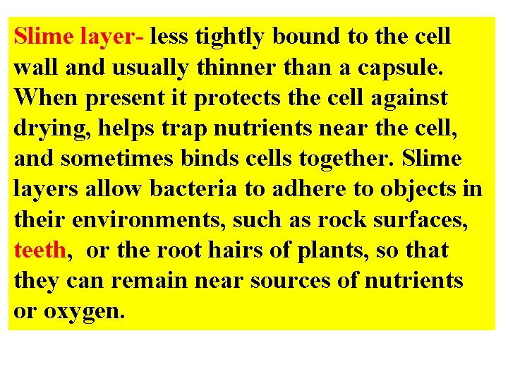 Slime layer- less tightly bound to the cell wall and usually thinner than a