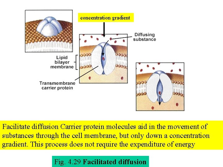 concentration gradient Facilitate diffusion Carrier protein molecules aid in the movement of substances through