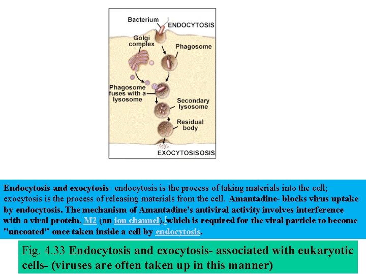Endocytosis and exocytosis- endocytosis is the process of taking materials into the cell; exocytosis