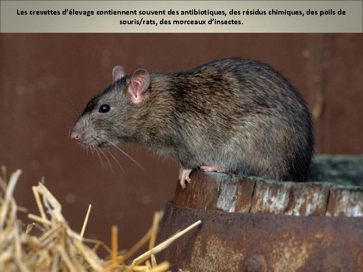 Les crevettes d’élevage contiennent souvent des antibiotiques, des résidus chimiques, des poils de souris/rats,