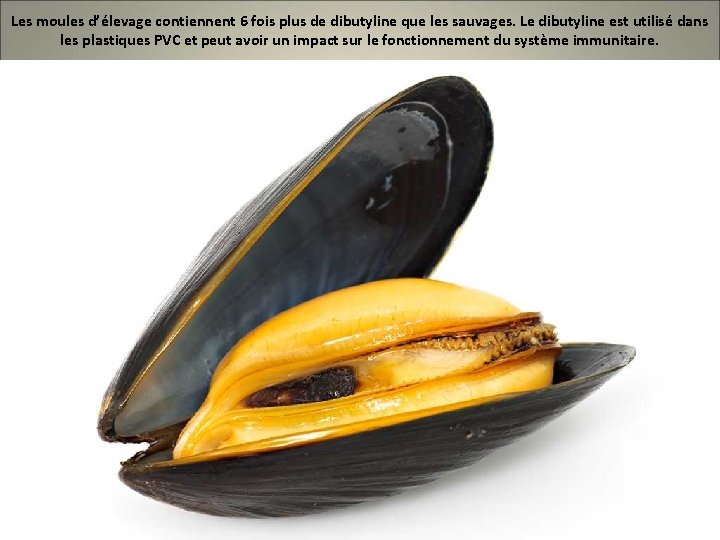 Les moules d’élevage contiennent 6 fois plus de dibutyline que les sauvages. Le dibutyline