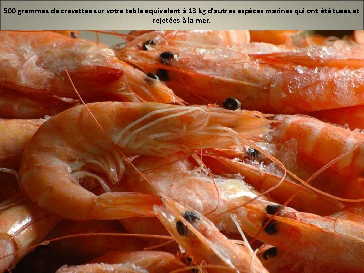 500 grammes de crevettes sur votre table équivalent à 13 kg d’autres espèces marines