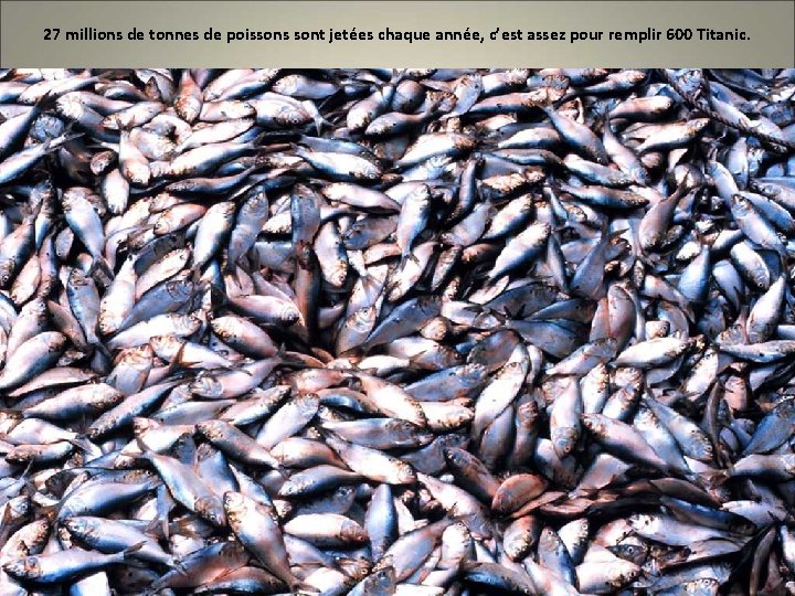 27 millions de tonnes de poissons sont jetées chaque année, c’est assez pour remplir