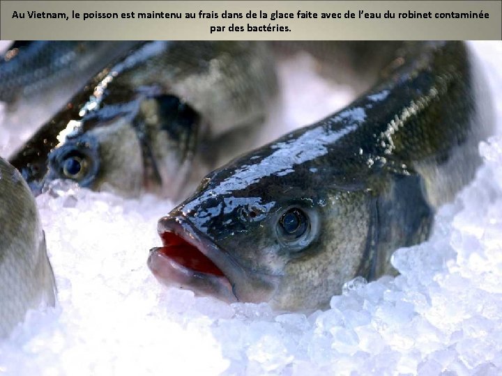 Au Vietnam, le poisson est maintenu au frais dans de la glace faite avec