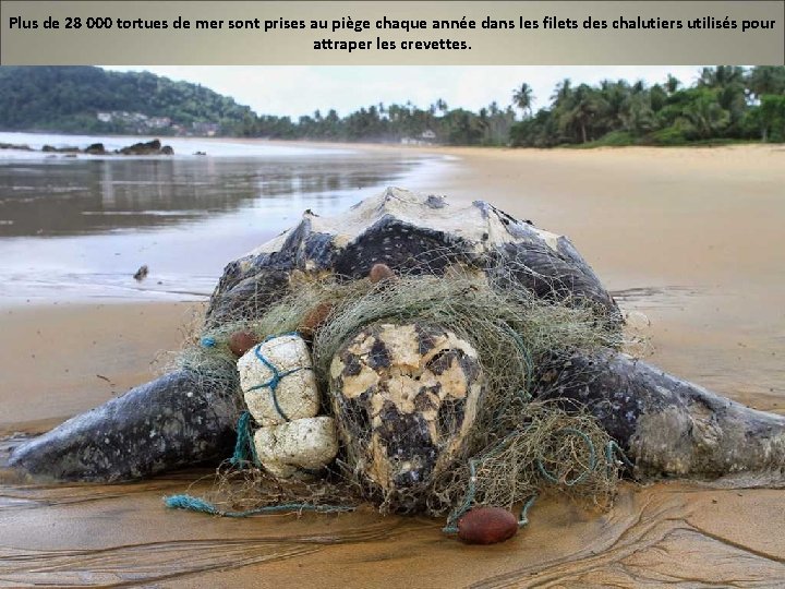 Plus de 28 000 tortues de mer sont prises au piège chaque année dans