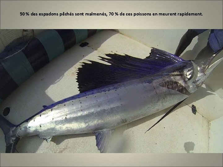 50 % des espadons pêchés sont malmenés, 70 % de ces poissons en meurent