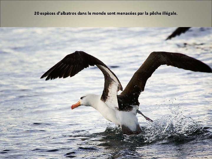 20 espèces d’albatros dans le monde sont menacées par la pêche illégale. 