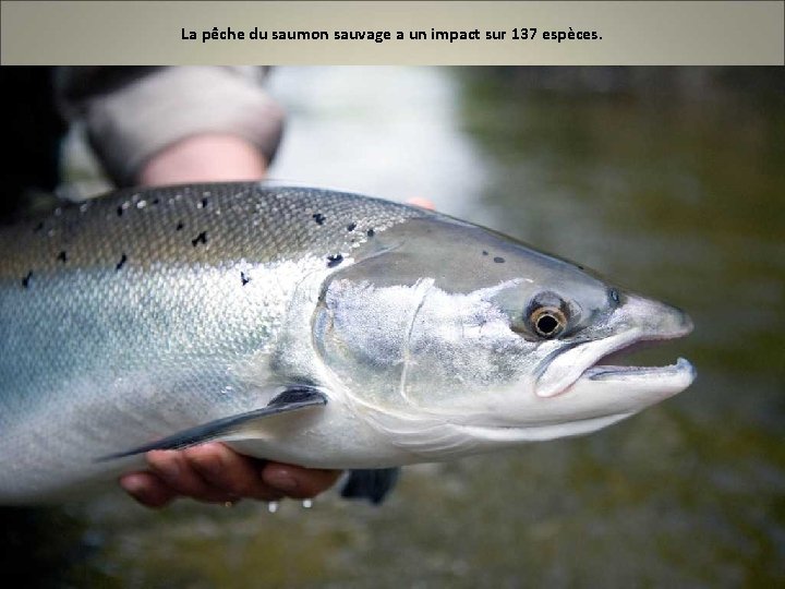 La pêche du saumon sauvage a un impact sur 137 espèces. 