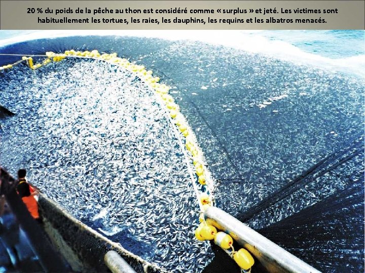 20 % du poids de la pêche au thon est considéré comme « surplus