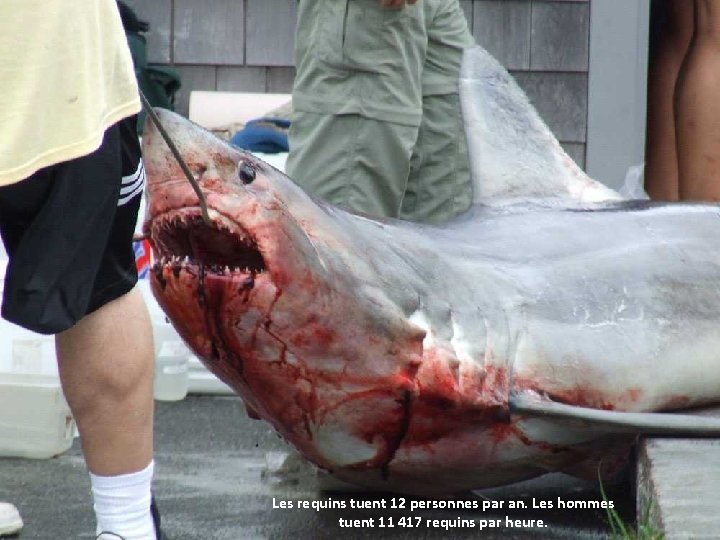 Les requins tuent 12 personnes par an. Les hommes tuent 11 417 requins par