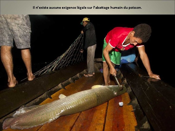 Il n’existe aucune exigence légale sur l’abattage humain du poisson. 