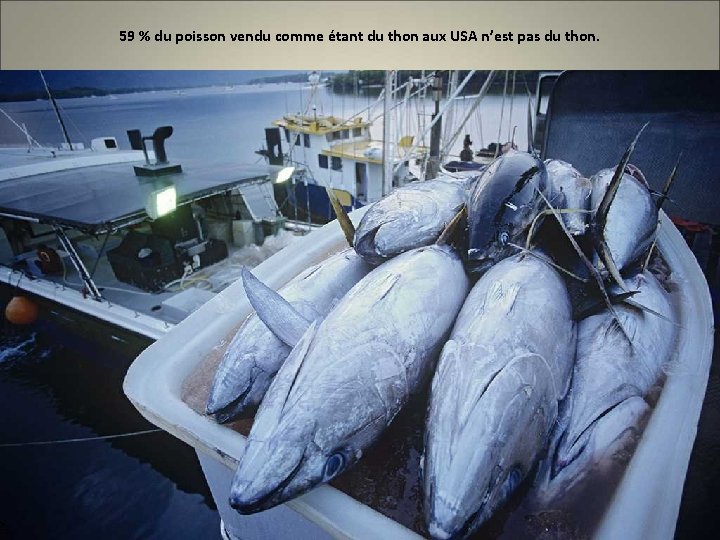 59 % du poisson vendu comme étant du thon aux USA n’est pas du
