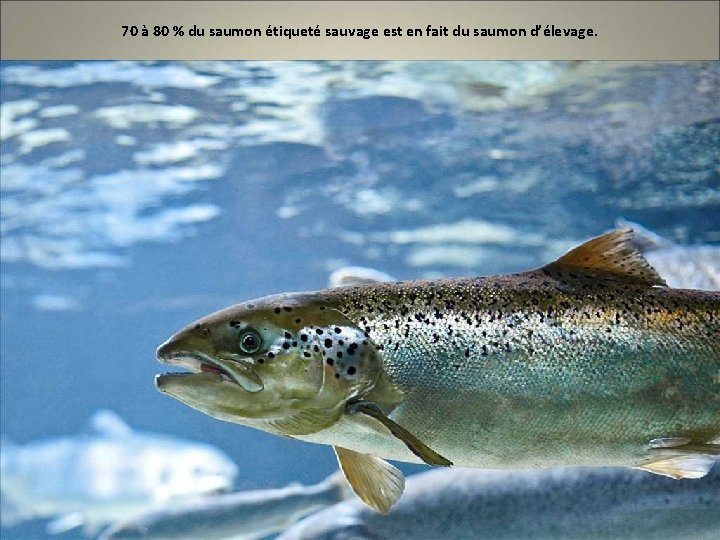 70 à 80 % du saumon étiqueté sauvage est en fait du saumon d’élevage.