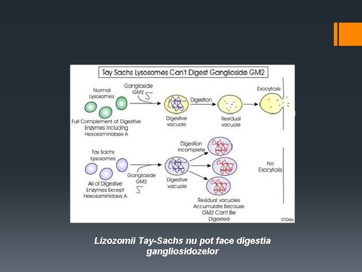 Lizozomii Tay-Sachs nu pot face digestia gangliosidozelor 