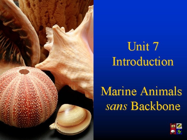 Unit 7 Introduction Marine Animals sans Backbone 