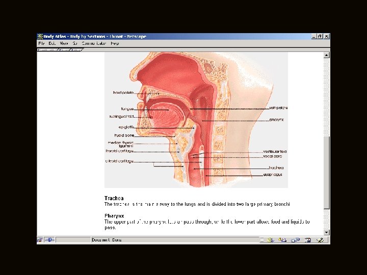 Class Slides Set 16 A The Skull Many