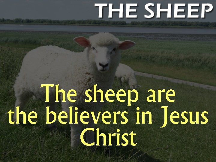 The sheep are the believers in Jesus Christ 