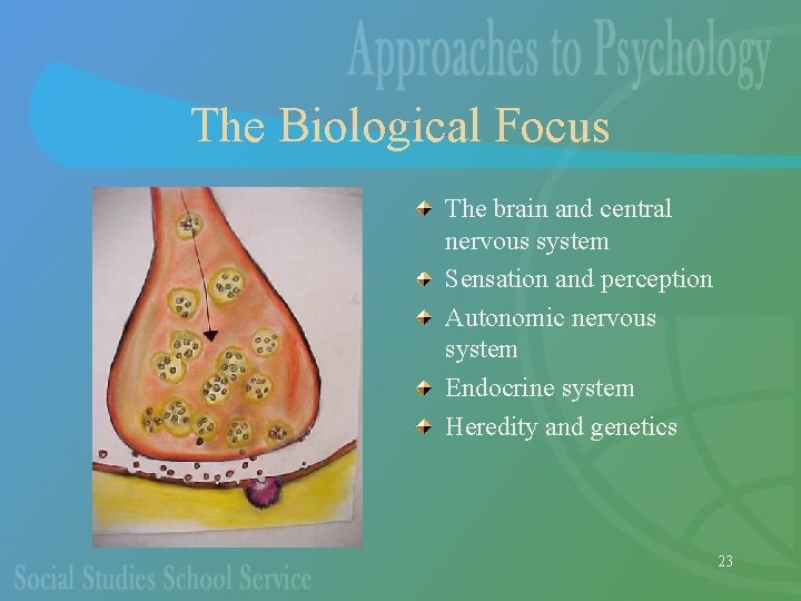 The Biological Focus The brain and central nervous system Sensation and perception Autonomic nervous