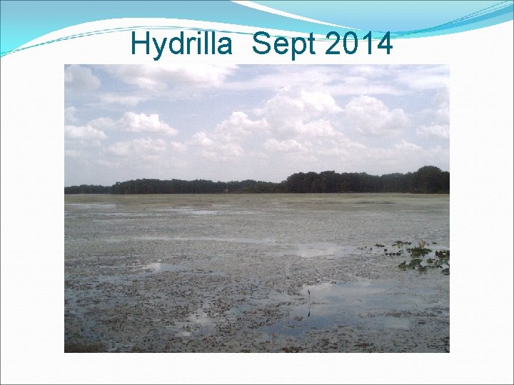 Hydrilla Sept 2014 