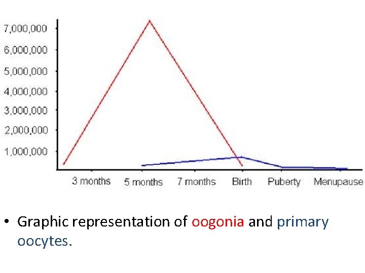  • Graphic representation of oogonia and primary oocytes. 