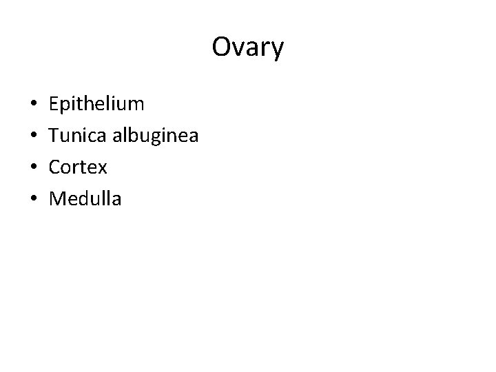 Ovary • • Epithelium Tunica albuginea Cortex Medulla 