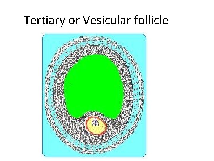 Tertiary or Vesicular follicle 