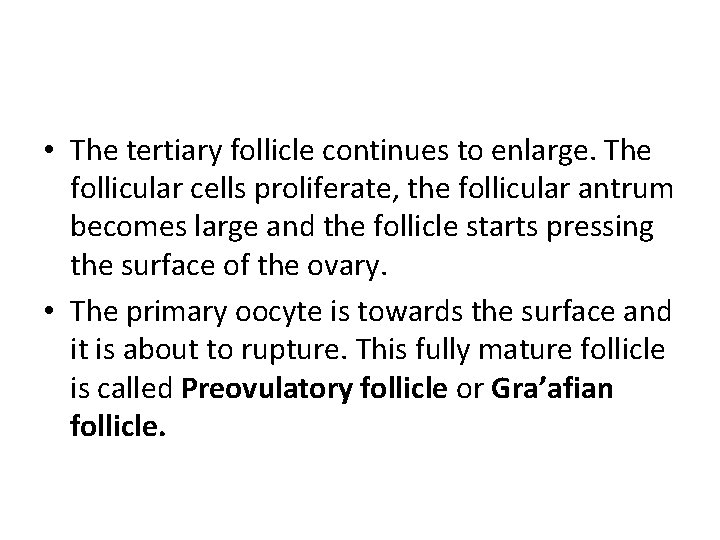  • The tertiary follicle continues to enlarge. The follicular cells proliferate, the follicular