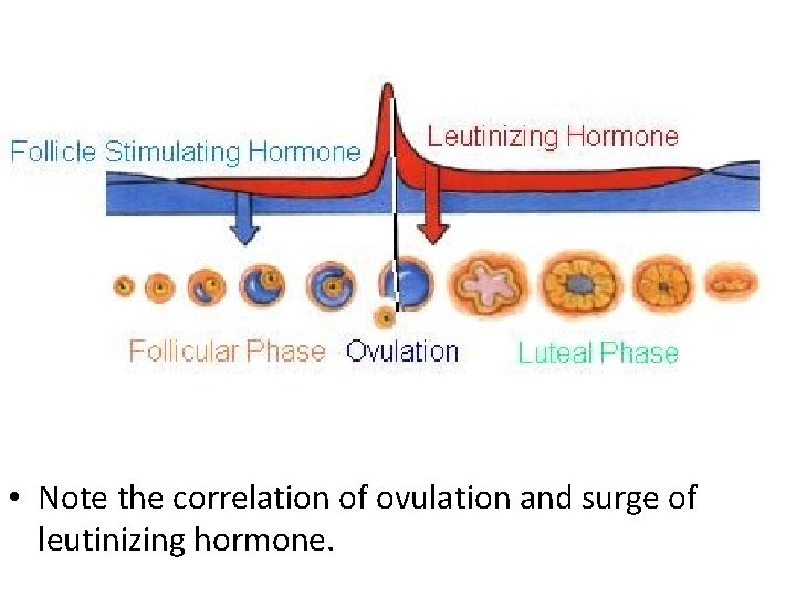  • Note the correlation of ovulation and surge of leutinizing hormone. 