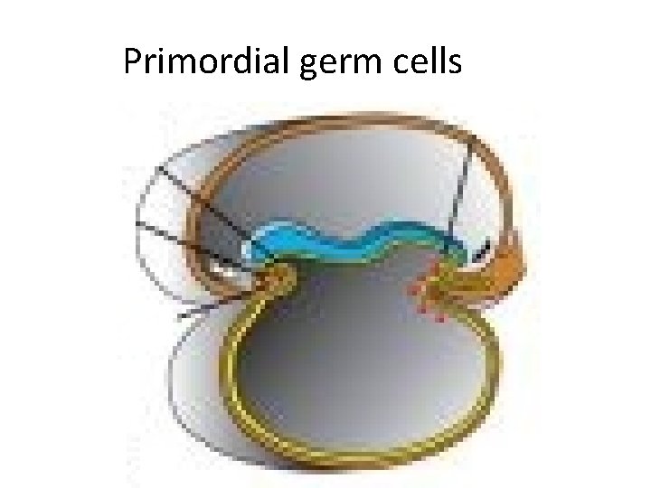 Primordial germ cells 
