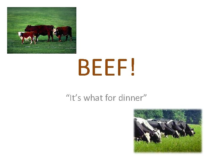 BEEF! “It’s what for dinner” 