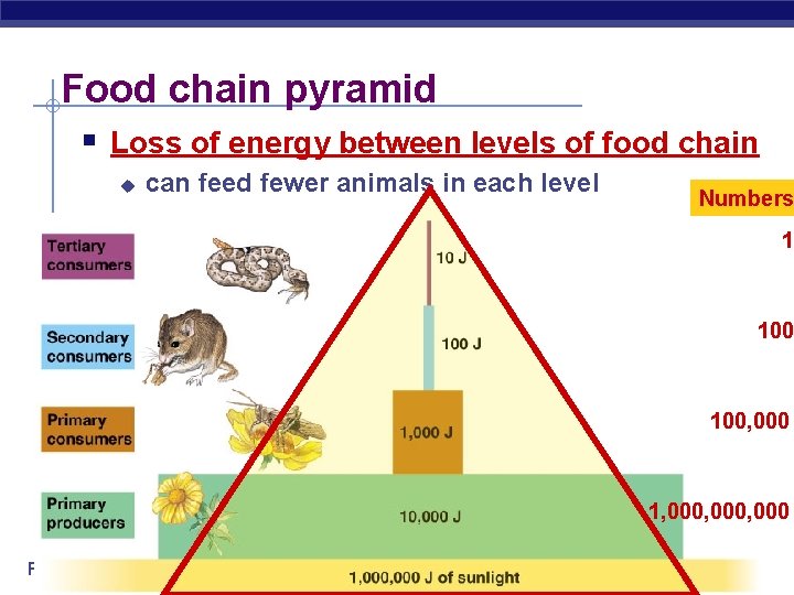 Food chain pyramid § Loss of energy between levels of food chain u can Food chain pyramid § Loss of energy between levels of food chain u can