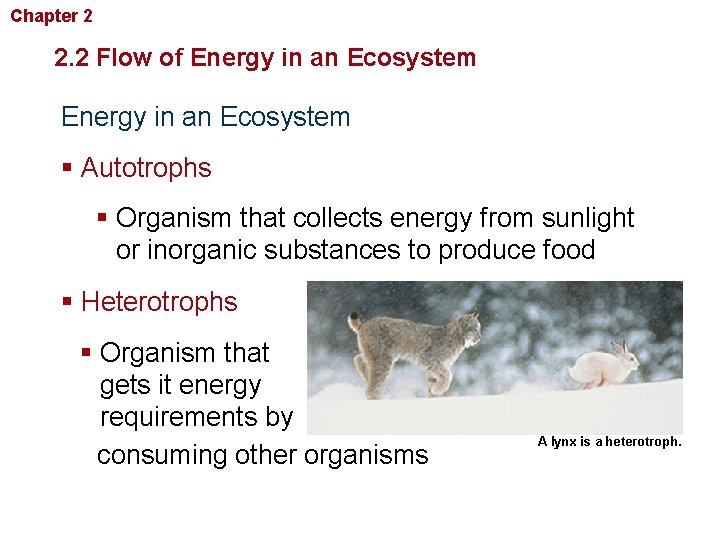 Chapter 2 Principles of Ecology 2. 2 Flow of Energy in an Ecosystem § Chapter 2 Principles of Ecology 2. 2 Flow of Energy in an Ecosystem §