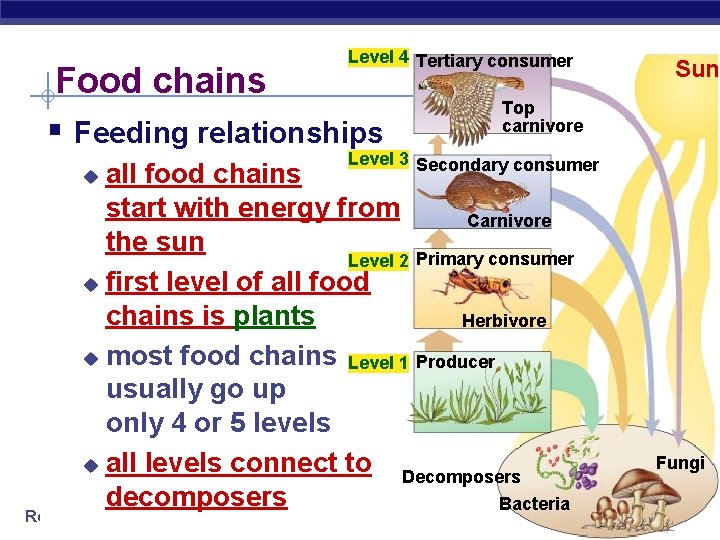 Level 4 Tertiary consumer Food chains § Feeding relationships Top carnivore Level 3 Secondary Level 4 Tertiary consumer Food chains § Feeding relationships Top carnivore Level 3 Secondary