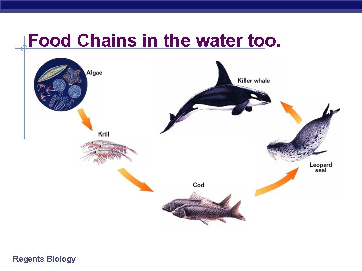 Food Chains in the water too. Regents Biology Food Chains in the water too. Regents Biology