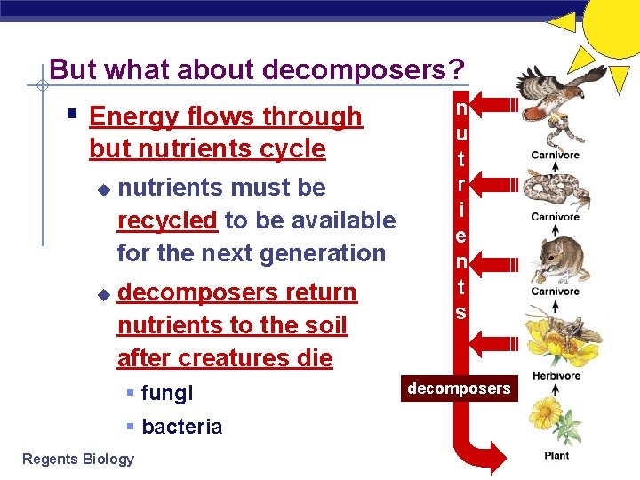But what about decomposers? § Energy flows through but nutrients cycle u u nutrients But what about decomposers? § Energy flows through but nutrients cycle u u nutrients