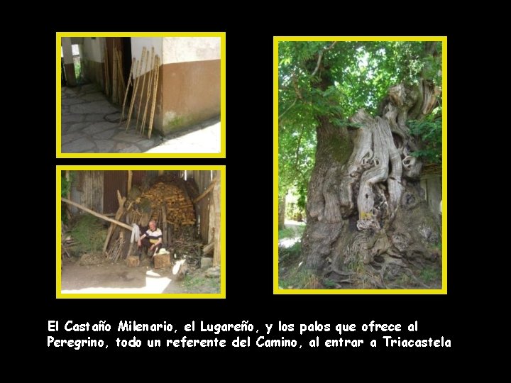 El Castaño Milenario, el Lugareño, y los palos que ofrece al Peregrino, todo un